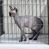 スフィンクス【大阪府・女の子・2025年4月4日・トーティー】の写真11