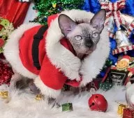 スフィンクス【大阪府・男の子・2025年6月25日・シールミンク】の写真12