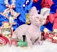 バンビーノ【大阪府・男の子・2025年9月25日・クリームミンク】の写真12