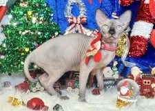 スフィンクス【大阪府・男の子・2025年6月25日・シールミンク】の写真14