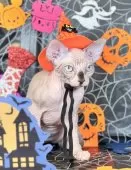 スフィンクス【大阪府・女の子・2025年5月25日・シールミンク ホワイト】の写真15