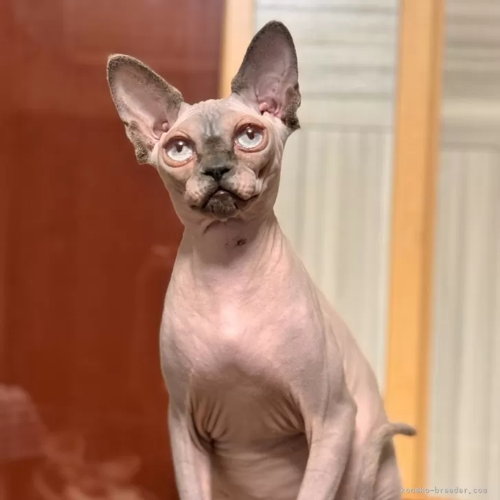 ID:2501-00894の子猫