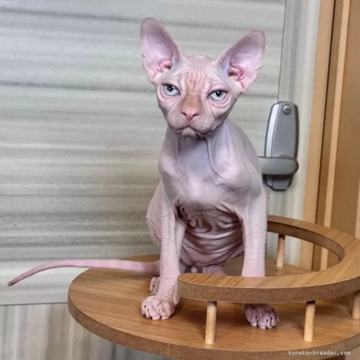 スフィンクス【大阪府・男の子・2025年5月25日・レッド ミンク】の写真1
