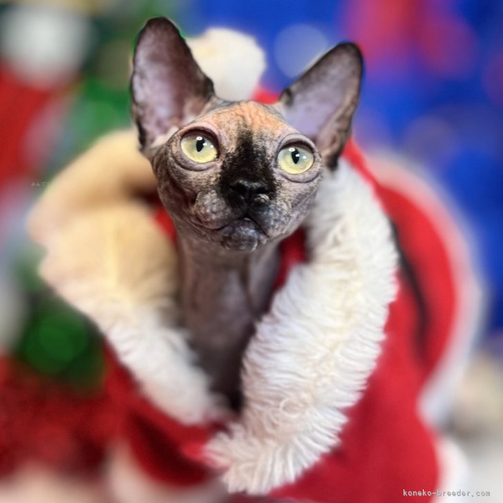 ブリーダー画像