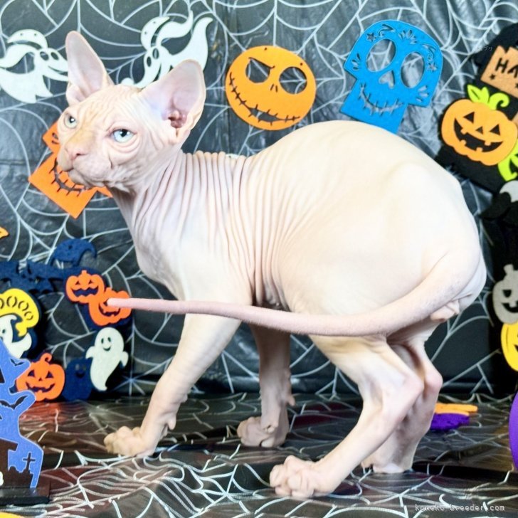 ブリーダー画像