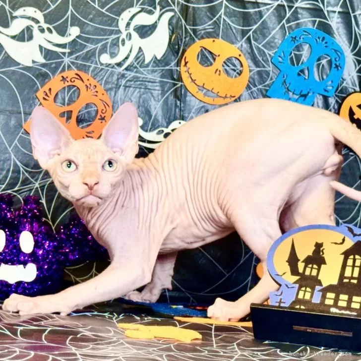 スフィンクス【大阪府・男の子・2025年5月25日・レッド ミンク】の写真1