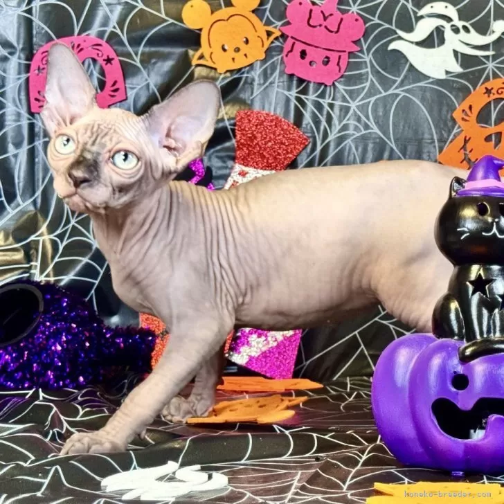 スフィンクス【大阪府・男の子・2025年6月25日・シールミンク】の写真1