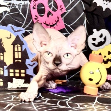 スフィンクス【大阪府・男の子・2025年6月25日・シールミンク（シリコンの様な肌）】の写真「シリコンみたいな肌で一回触ったらはなせない」