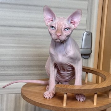 スフィンクス【大阪府・男の子・2025年5月25日・レッド ミンク（ツルンツルン肌）】の写真「シルクような肌で吸いこまろそうなアクア色の目の子」