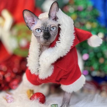 スフィンクス【大阪府・男の子・2025年6月25日・シールミンク（シリコンの様な肌）】の写真「シリコンみたいな肌で一回触ったらはなせない」