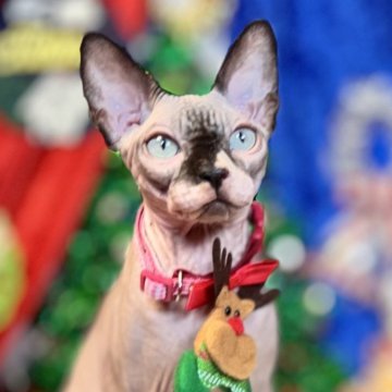 スフィンクス【大阪府・女の子・2025年5月25日・シール ミンク ホワイト（ツルンツルン肌）】の写真「遊び上手でとても可愛いらい女の子」