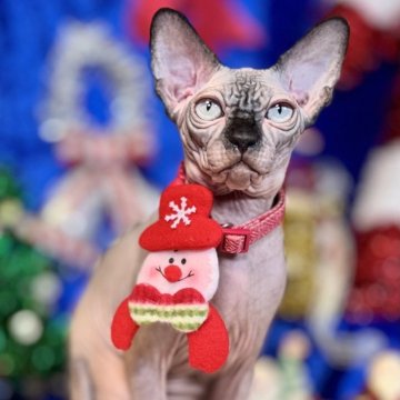 スフィンクス【大阪府・男の子・2025年6月25日・シールミンク（ツルンツルンでシリコンみたいな）】の写真「とても人懐こくて非常に優しい子」