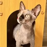スフィンクス