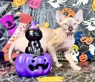 スフィンクス【大阪府・男の子・2025年6月25日・シールミンク】の写真2