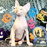 スフィンクス【大阪府・男の子・2025年5月25日・レッド ミンク】の写真2