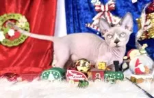 バンビーノ【大阪府・男の子・2025年9月25日・ブルーミンク&ホワイト】の写真3