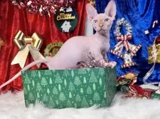 バンビーノ【大阪府・男の子・2025年9月25日・クリームミンク】の写真4