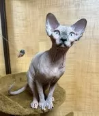 スフィンクス【大阪府・女の子・2023年8月23日・ブルートルティーミンク】の写真4