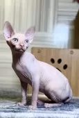 スフィンクス【大阪府・男の子・2025年5月25日・レッド ミンク】の写真4