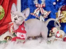 バンビーノ【大阪府・男の子・2025年9月25日・ブルーミンク&ホワイト】の写真5