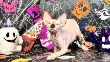 スフィンクス【大阪府・男の子・2025年6月25日・シールミンク】の写真5