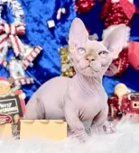 バンビーノ【大阪府・男の子・2025年9月25日・クリームミンク】の写真7