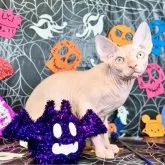 スフィンクス【大阪府・男の子・2025年5月25日・レッド ミンク】の写真7