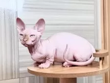 バンビーノ【大阪府・男の子・2025年9月25日・クリームミンク】の写真8