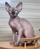 スフィンクス【大阪府・男の子・2025年6月25日・シールミンク】の写真8