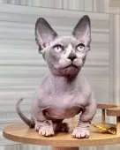 バンビーノ【大阪府・男の子・2025年9月25日・ブルーミンク&ホワイト】の写真9