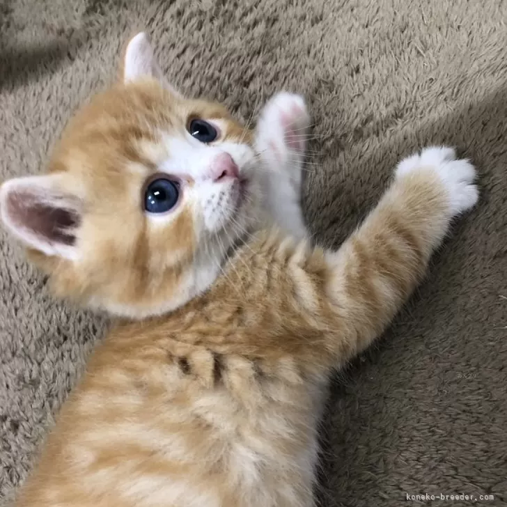 ID：2410-02239の子猫