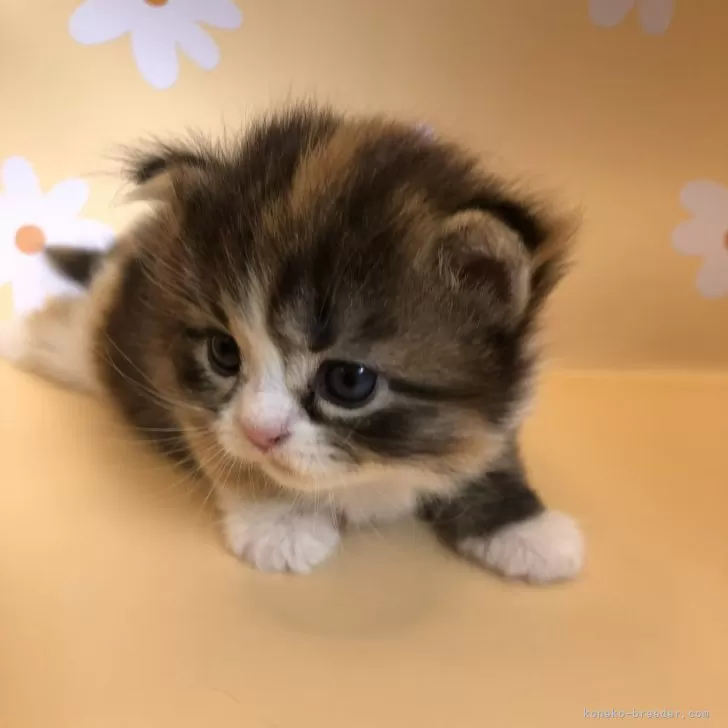 マンチカン(長足)【兵庫県・女の子・2024年9月3日・ブラウンパッチドタビー&amp;ホワイト】の写真1