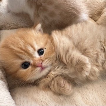 マンチカン(短足)【兵庫県・女の子・2024年11月5日・レッドタビー】の写真「ふわふわの長毛可愛い短足の子です」