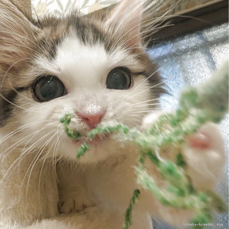 ブリーダー画像