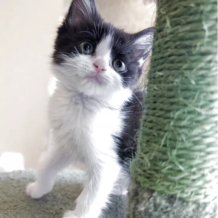 ID：2505-02027の子猫