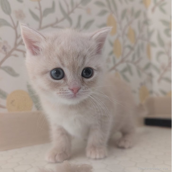 ブリーダー画像