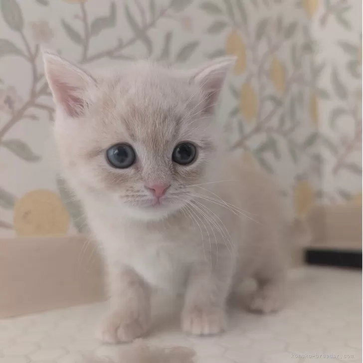 マンチカン(長足)【兵庫県・男の子・2025年10月31日・クリーム&amp;ホワイト】の写真1