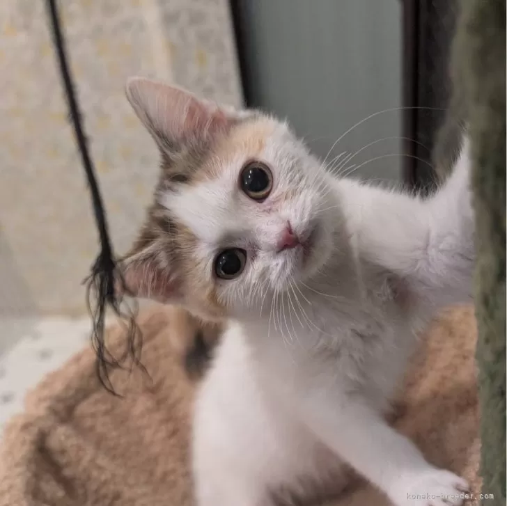 ID：2501-01315の子猫