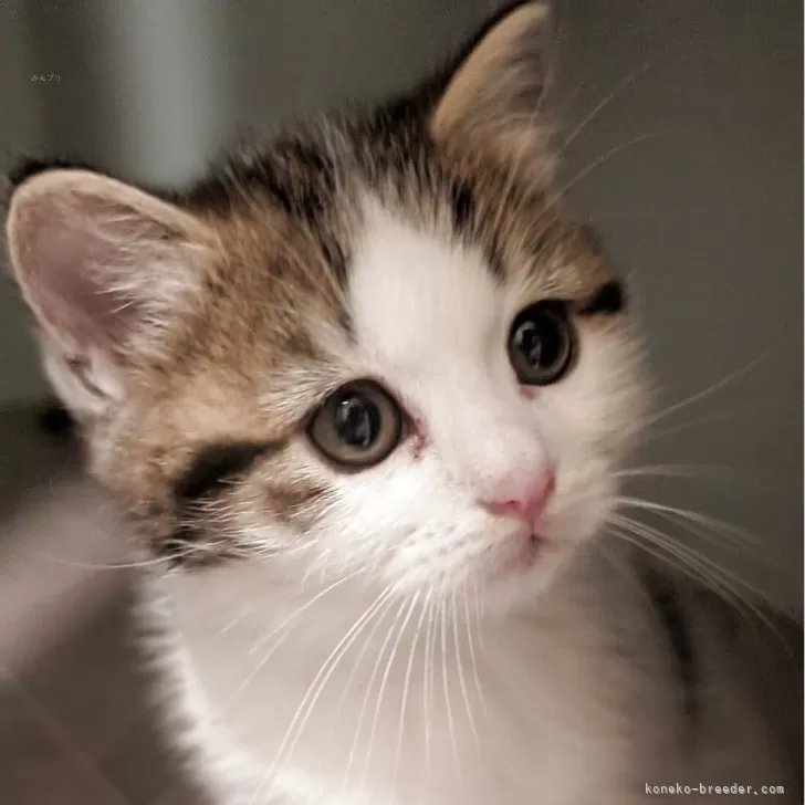 ID：2510-00932の子猫