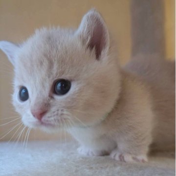 マンチカン(短足)【兵庫県・男の子・2025年9月28日・クリーム】の写真「お目々くりくりの可愛い子です✨」