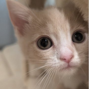 マンチカン(長足)【兵庫県・男の子・2025年9月28日・クリーム&ホワイト】の写真「お目々くりくりの可愛い子です✨」