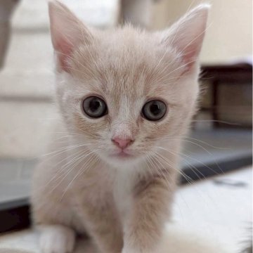 マンチカン(長足)【兵庫県・男の子・2025年9月28日・クリーム&ホワイト】の写真「お目々くりくりの可愛い子です✨」