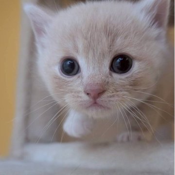 マンチカン(長足)【兵庫県・男の子・2025年9月28日・クリーム】の写真「お目々くりくりの可愛い子です✨」