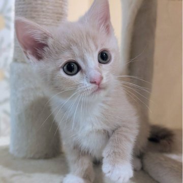 マンチカン(長足)【兵庫県・男の子・2025年9月28日・クリーム&ホワイト】の写真「お目々くりくりの可愛い子です✨」