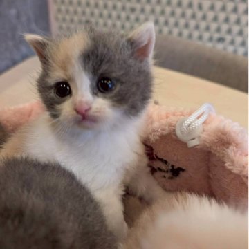 マンチカン(長足)【兵庫県・女の子・2025年8月16日・ダイリュートキャリコ】の写真「可愛らしいカラーのクリクリお目々の子です✨」