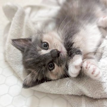 マンチカン(短足)【兵庫県・女の子・2025年9月28日・ダイリュートキャリコ】の写真「お目々くりくりの可愛い子です✨」