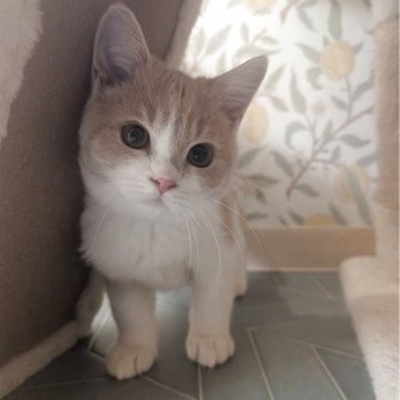 マンチカン(長足)【兵庫県・男の子・2025年8月16日・クリーム&ホワイト】の写真「お目々くりくりの可愛い子です✨」