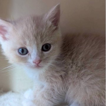 マンチカン(長足)【兵庫県・男の子・2025年9月28日・クリーム&ホワイト】の写真「お目々くりくりの可愛い子です✨」