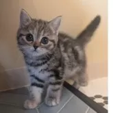 マンチカン(長足)