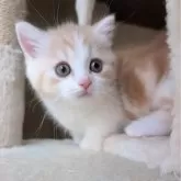 マンチカン(短足)